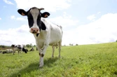 Un randonneur d’une cinquantaine d’années encorné et sérieusement blessé par une vache sur un sentier des Pyrénées
