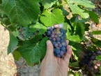 « Le raisin prenait 0,35 degré par jour » : en Champagne, voilà 50 ans que l’on n’avait pas vendangé aussi tôt
