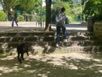 « De la verdure » et « de l’espace » : Boulogne-Billancourt sacrée deuxième ville de France où « il fait bon vivre avec les animaux »