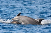 « Un comportement étrange » : un dauphin saute sur un bateau d’observation pour touristes en Californie