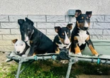 « Un immense merci » : 4 chiots saisis dans un élevage adoptés par une même famille à la SPA