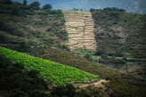 Pour sauver la viticulture, l’union fait la force dans les Pyrénées-Orientales