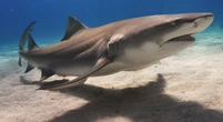 Une nageuse mordue par un requin grièvement blessée sur l’une des plages les plus fréquentées d’Australie