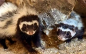 Naissance inédite de bébés Zorilles au parc zoologique Biotropica, dans l’Eure