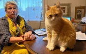 À Agde, la propriétaire de Rémi, le chat qui divaguait chez le voisin, en partie blanchie