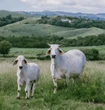 La vache égérie du Salon de l’agriculture 2026, une descendante des zébus, viendra de Martinique
