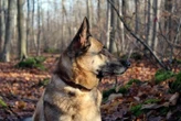 Bloqué entre deux murs depuis quatre jours, un chien miraculeusement secouru par les pompiers dans l’Eure