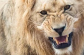 « L’animal l’a attrapée par le bras » : une femme grièvement blessée, après avoir été attaquée par un lion en Australie