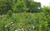 Les forêts urbaines en pleine poussée à Toulouse