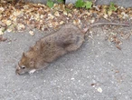 « C’est l’endroit rêvé pour eux » : deux villes en Belgique « très inquiètes » par une invasion « infernale » de rats