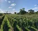 « On n’a jamais connu de vendanges au 15 août » : dopée par la chaleur, la vigne a déjà fleuri en Champagne