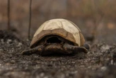 Floride : il crée un accident en voulant sauver une tortue sur l’autoroute