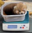 Deux pandas roux sont nés à la Ménagerie du Jardin des plantes à Paris, une première depuis 12 ans