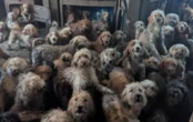 « Ce n’est pas de l’IA » : 250 chiens découverts entassés dans une propriété au Royaume-Uni