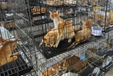 Une « opération décisive » : une quarantaine de chats volés pour être mangés au Viêt Nam finalement rendus à leurs propriétaires