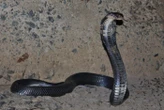Un cobra dans la nature, appel à la vigilance dans une commune de Haute-Garonne