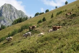 Savoie : un élevage bovin, contaminé par la dermatose nodulaire contagieuse, va être dépeuplé