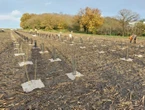 Val-d’Oise : la future forêt de Maubuisson compte déjà 800 000 arbres