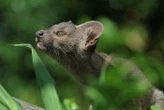 Rare naissance de trois fossas au zoo de Paris : les photos de leurs premiers pas