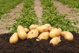 Du champ à l’assiette, la pomme de terre a tout pour plaireContenu proposé par POTATOES FOREVER