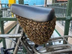 Paris : entre 10 et 15 000 abeilles se fixent sous la selle d’un vélo à côté d’une station de métro