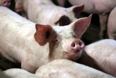 Guerre du cochon : cinq minutes pour comprendre le bras-de-fer commercial entre la Chine et l’Europe