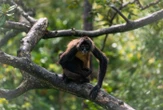 Une mère adoptive du Missouri est accusée d’avoir échangé un enfant contre un singe exotique
