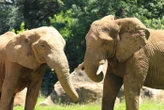 Un millionnaire américain pratiquant la chasse aux trophées piétiné à mort par cinq éléphantes au Gabon