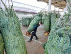 Mon beau sapin, roi du Marché : à un mois de Noël, la vente des sapins démarre à Rungis