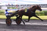 Arrivée du quinté du vendredi 27 juin à Vincennes : tout sourit à l’écurie Chavatte et Eleonora Grif