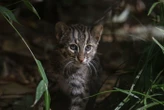 « Une avancée majeure » : deux chats pêcheurs nés en captivité raniment l’espoir de sauver cette espèce menacée