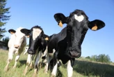 « Un incident regrettable » : des vaches en fuite détruisent les tombes d’un cimetière belge