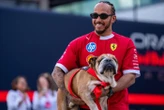 « Veuillez garder Roscoe dans vos pensées » : l’émouvant message de Lewis Hamilton pour son chien hospitalisé
