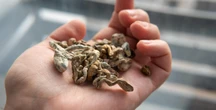 La Nouvelle-Zélande autorise les champignons hallucinogènes pour un usage médical