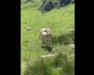 « Elle nous fonce dessus » : un randonneur reste coincé près de deux heures en haut d’un pylône pour échapper à une vache