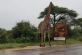 « Un couple charmant qui adorait les safaris » : qui sont les deux retraités sauvagement poignardés à mort dans le célèbre parc Kruger ?
