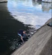 « On a tous avancé pour qu’il nous suive » : le récit du sauvetage d’un chien tombé dans la Seine à Paris