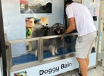 Une station de lavage… pour chien trouve son public dans le Puy-de-Dôme