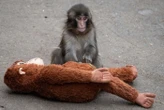 Incident au zoo : deux Américains, dont l’un déguisé, arrêtés après être entrés dans l’enclos du macaque star des réseaux sociaux