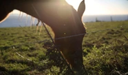 Chevaux squelettiques et cadavres enterrés : près de Royan, l’ex-gérante du Sanctuaire de Raoni condamnée pour maltraitance animale