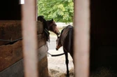Encore un cheval tué et quatre autres blessés près du Havre, la série de mutilations se poursuit en Seine-Maritime