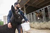 Même les Américains protègent des Baudets du Poitou : « Ils sont attachants aux yeux de quiconque les côtoie »