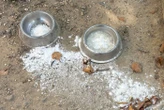 « On pense que c’est de la chaux » : à Paris, une mystérieuse poudre blanche retrouvée dans un parc canin