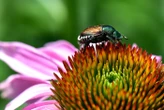 Que sait-on sur le scarabée japonais, l’un des insectes les plus dangereux d’Europe repéré pour la première fois en France ?