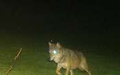 Saône-et-Loire : un loup abattu par les lieutenants de louveterie après des attaques sur des charolaises