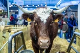 En Auvergne, la vache Ferrandaise, il y a peu en voie d’extinction, se compte désormais par milliers