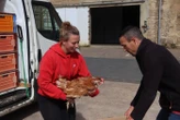 Dans le Calvados, les ventes de poules de réforme séduisent : « En avoir une dans son jardin est devenu banal »