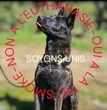 L’humoriste Rémi Gaillard prêt à adopter le chien Smoke, menacé d’euthanasie pour avoir mordu à trois reprises