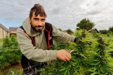 « On ne veut pas légaliser le cannabis » : un producteur normand prépare un texte de loi pour défendre la filière