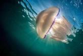 Jusqu’à un mètre de diamètre et 80 kg : faut-il avoir peur des méduses chou-fleur repérées le long des côtes bretonnes ?
